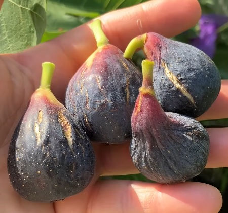 LSU Purple FigTree (ships potted)