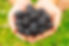 Sweeter-Than-Sweet Blackberry Plant.jpg
