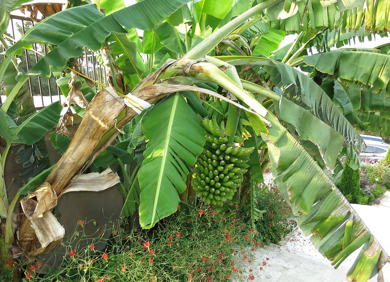 Rajapuri Banana Plant Shrubs & Trees Depot