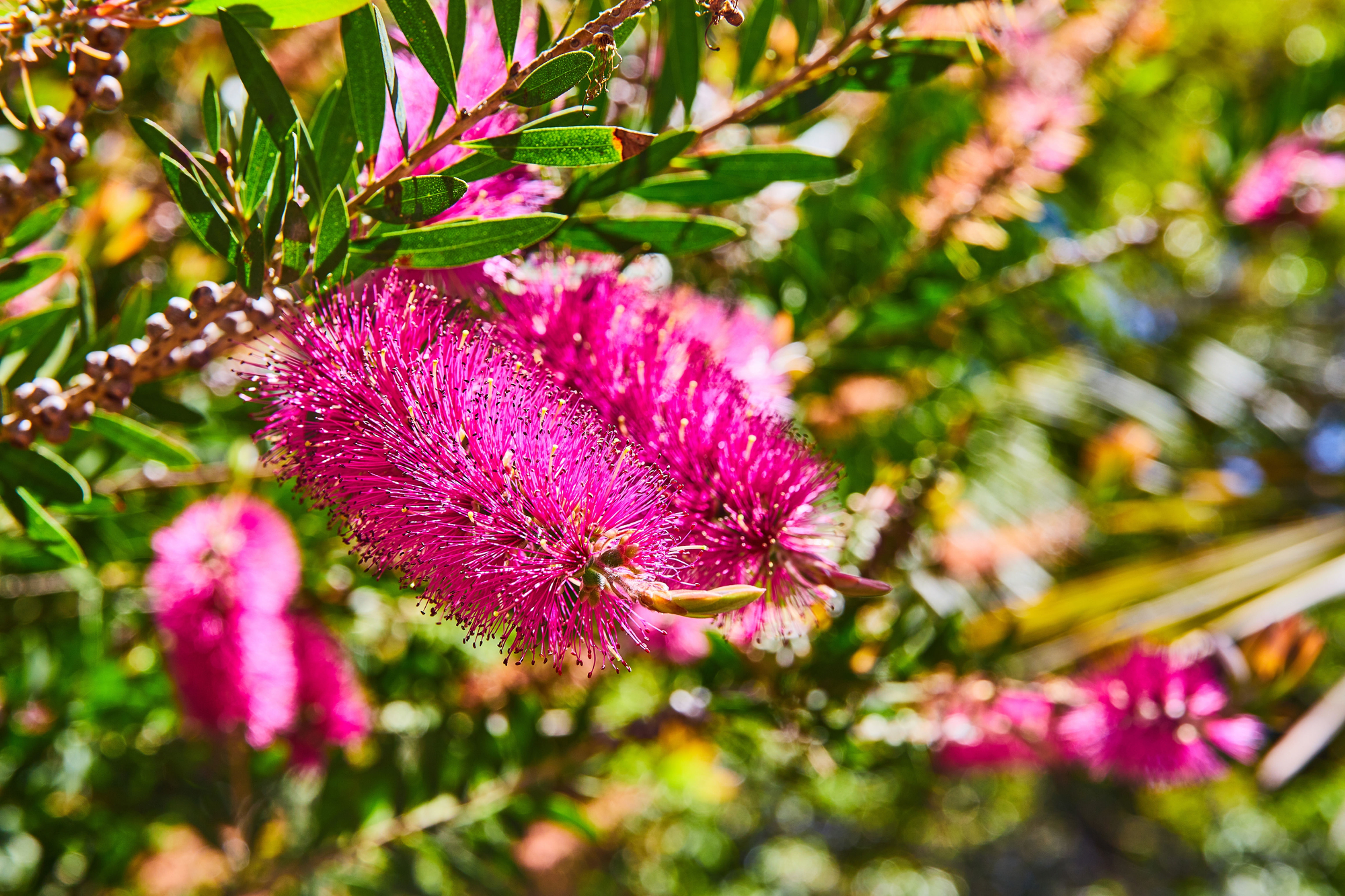 Purple Bottlebrush