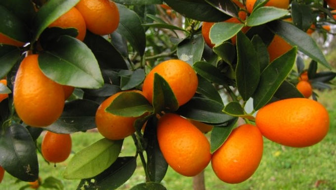 Nagami Kumquat Tree For Sale Online    ( SHIPPING IN GA. ONLY )