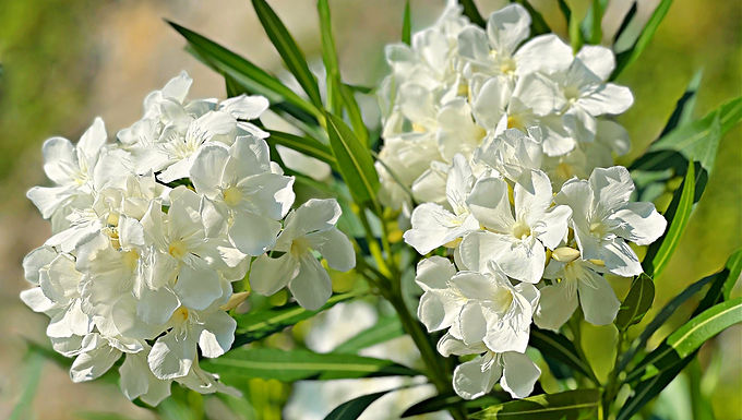 White Oleander For Sale Online