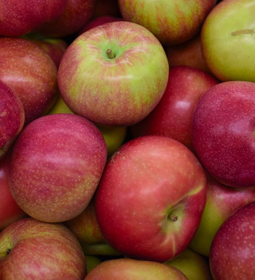 McIntosh Apple Tree For Sale Online Shrubs & Trees Depot