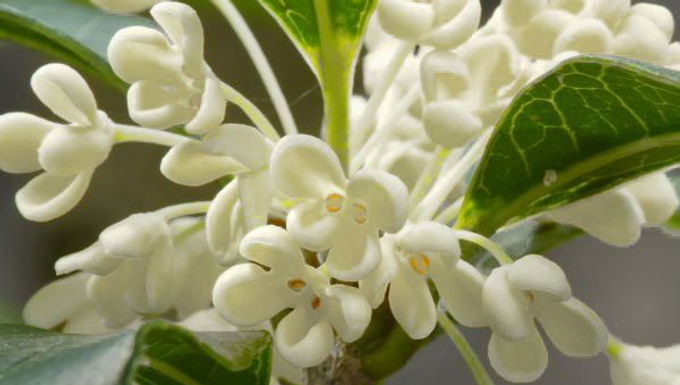 Tea Olive Shrub For Sale Online