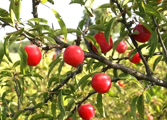 ripe chickasaw plum fruit