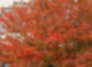 a autumn brilliance serviceberry tree during the fall season