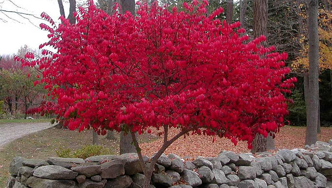 Burning Bush