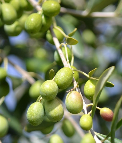 Moraiolo Olive Tree (ships potted) | Shrubs & Trees Depot