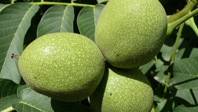 Black Walnut Tree For Sale Online