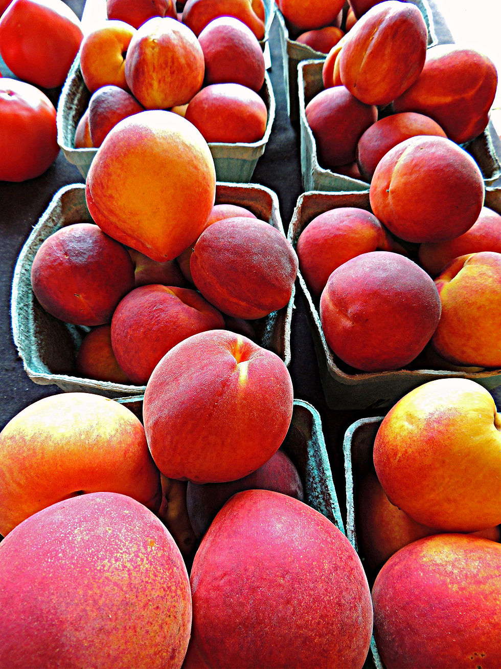 Cresthaven Peach Tree For Sale Online Shrubs & Trees Depot