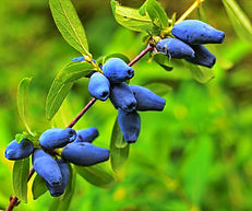 blue moon honeyberry.jpg
