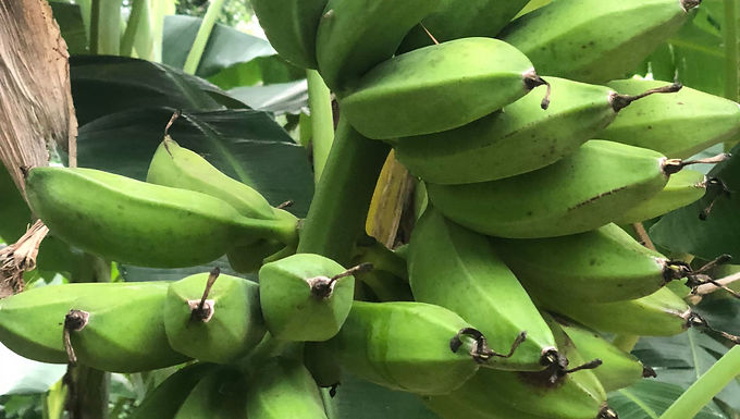 Apple Banana Tree For Sale Online