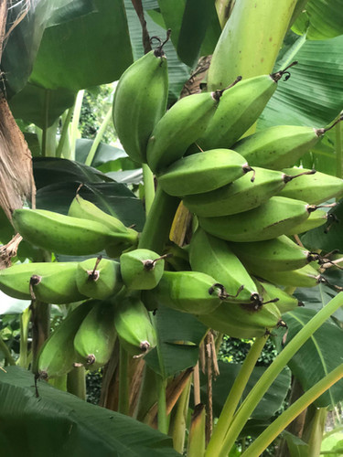 apple bananas for sale