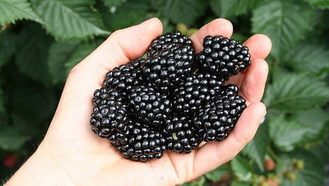 Black Satin Blackberry For Sale Online