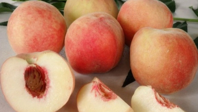 Tropic Snow Peach Tree For Sale Online