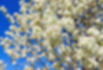a cleveland flowering pear tree blooming