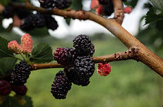 big black mulberry fruit
