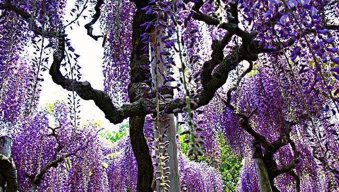 Blue Wisteria 'Sinensis' Tree For Sale Online