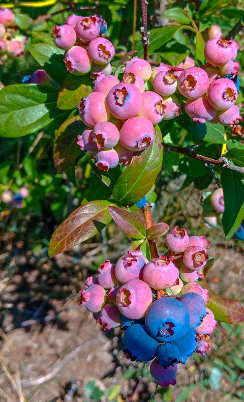 Pink Lemonade Blueberry Bush