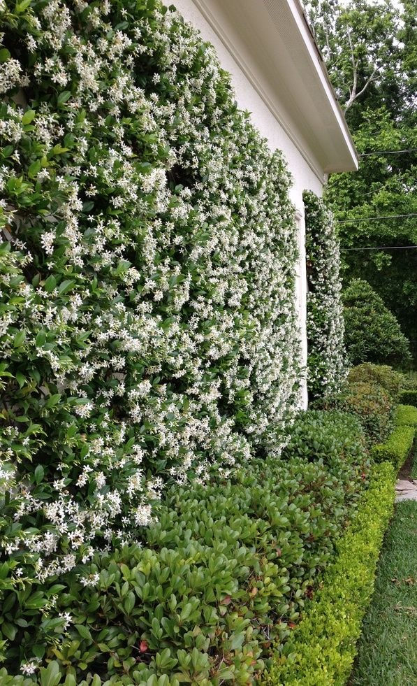 Star Jasmine Vine For Sale Online Shrubs & Trees Depot