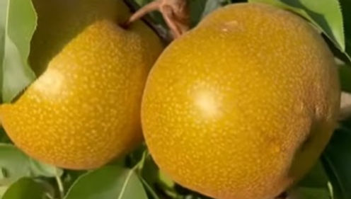 Olympic Giant Pear Tree For Sale Online