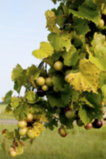Carlos Scuppernong Grapevine