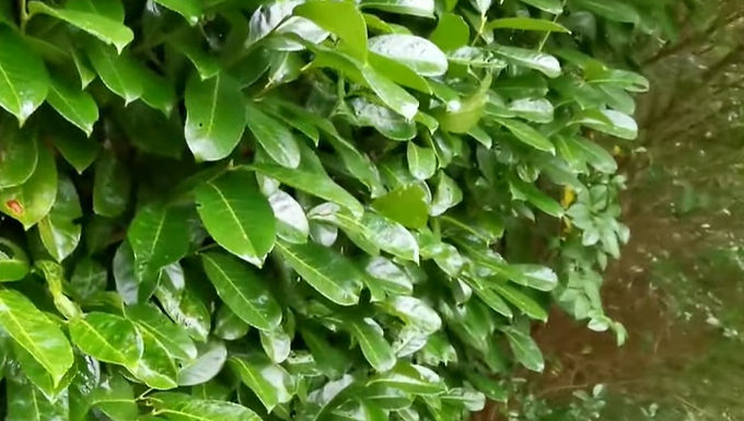 Skip Laurel Hedge For Sale Online