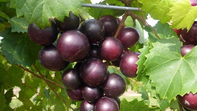 Noble (Male) Muscadine Grape For Sale Online
