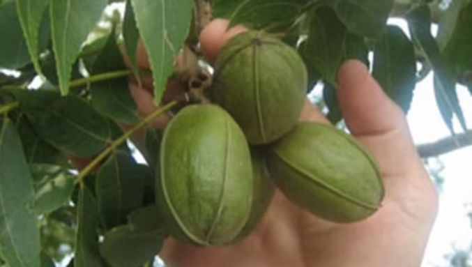 Desirable Pecan Tree For Sale Online