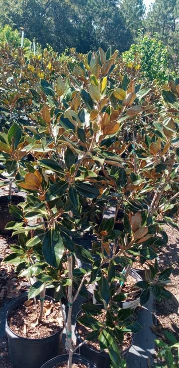little-gem-magnoliatree