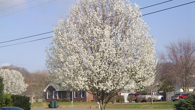 Bradford Flowering Pear Tree For Sale Online