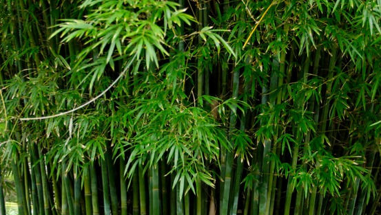 Seabreeze Bamboo (Clumping) For Sale Online