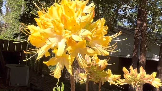 Native Clear Creek Azalea For Sale Online