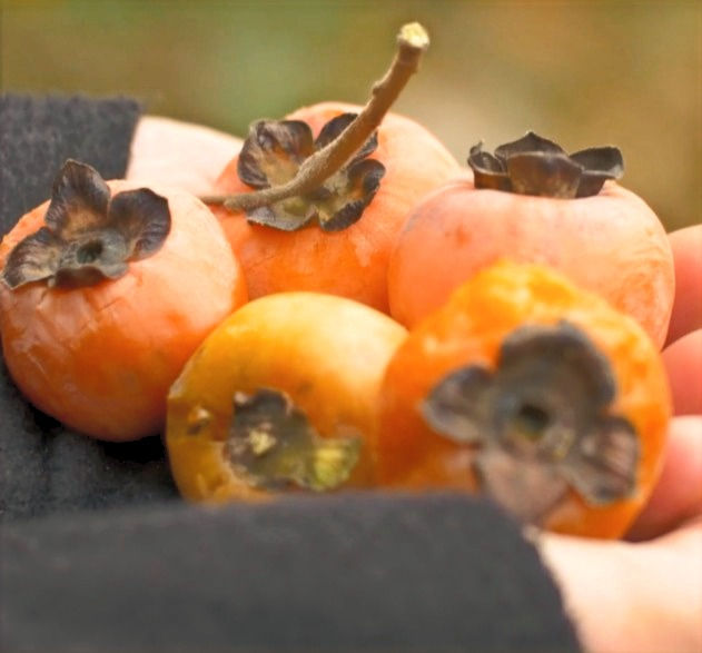 American Native Persimmon Tree For Sale Online Shrubs & Trees Depot