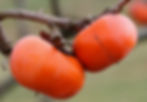 Hana Fuyu Persimmon Tree For Sale Online