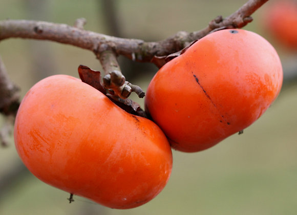 Hana Fuyu Persimmon Tree (Grafted) | Shrubs & Trees Depot