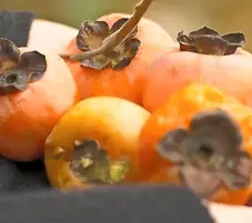 a group of american native persimmon tree fruit ready to eat
