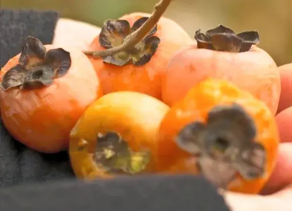 ripe american native persimmon fruit