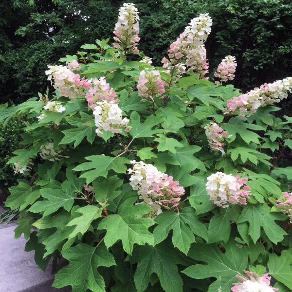 Oak Leaf Hydrangea Shrub For Sale Online