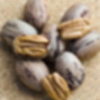 nuts from a stuart pecan tree