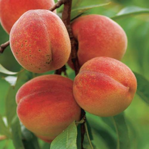 Sam Houston Peach Tree For Sale Online Shrubs & Trees Depot