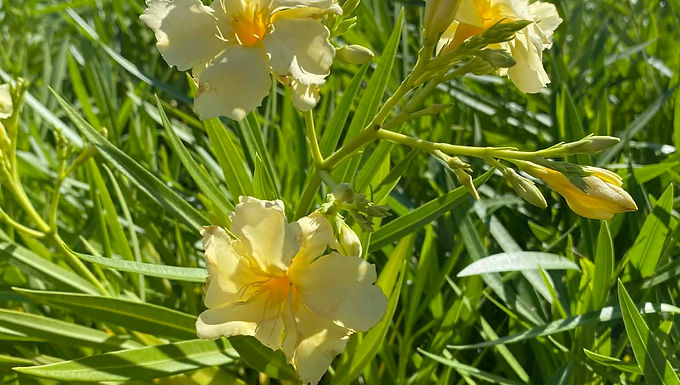 Yellow Oleander For Sale Online