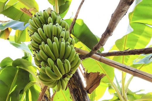 Grand Nain Banana Plant | Shrubs & Trees Depot