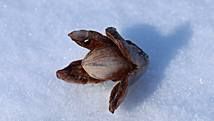 Old Timer's Pecan Tree