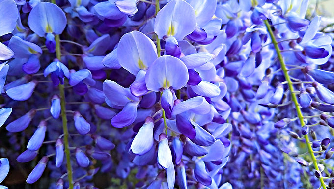 Blue Royal Empress Tree