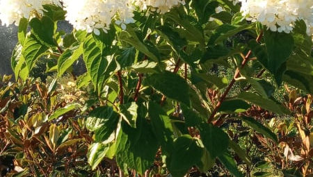 Phantom Hydrangea (Tree Form) For Sale Online