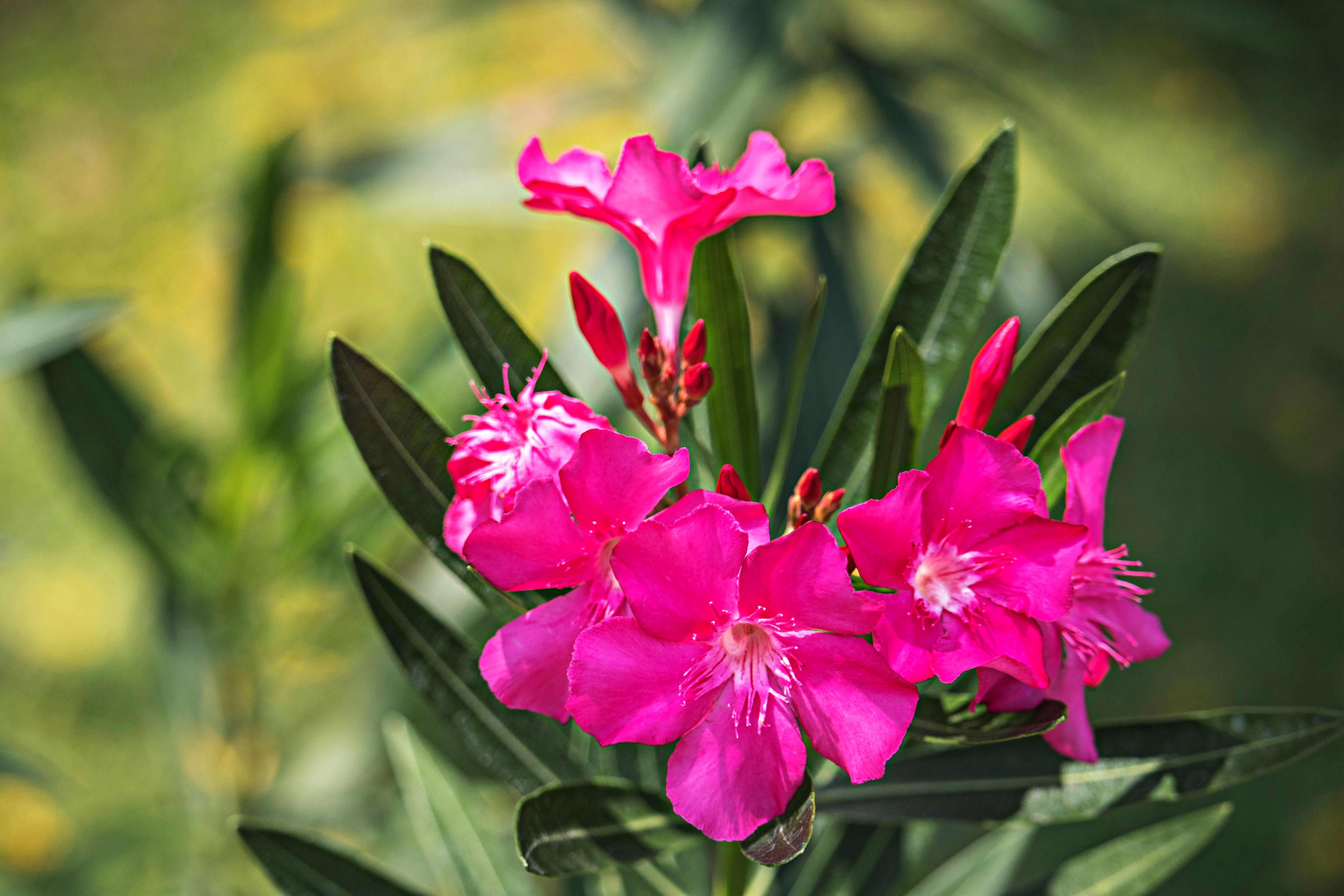 Pink Oleander For Sale Online