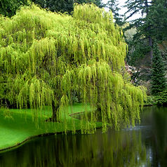 weeping willow (2).jpg