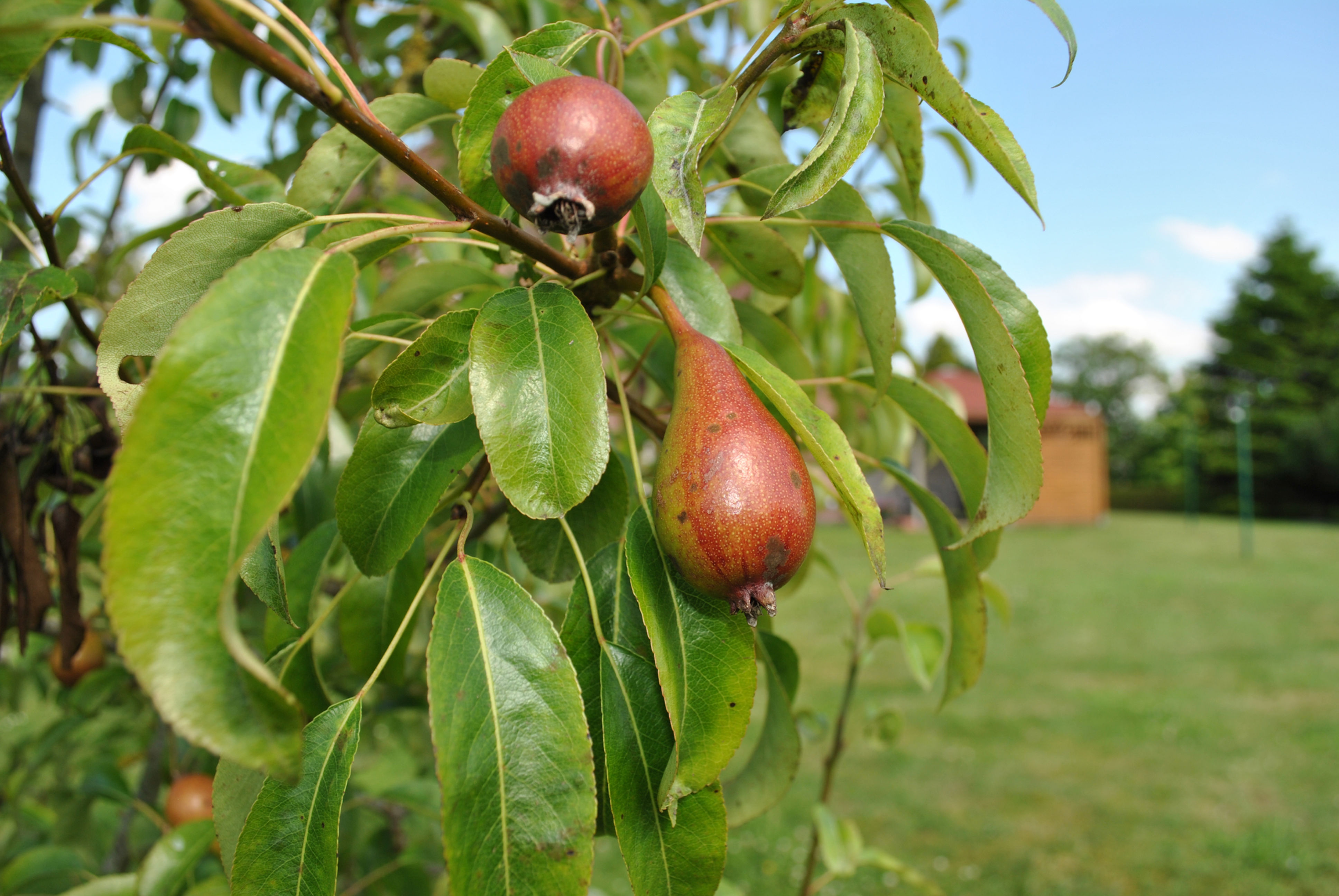 Red D'Anjou Pear Tree
