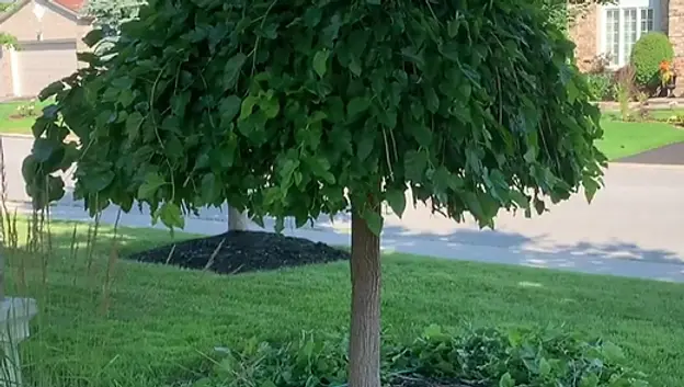 Chaparral Weeping Mulberry Tree
